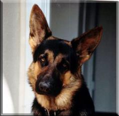 Yogi