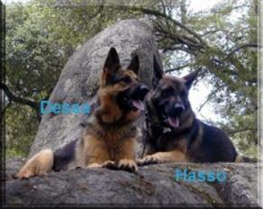 Hasso