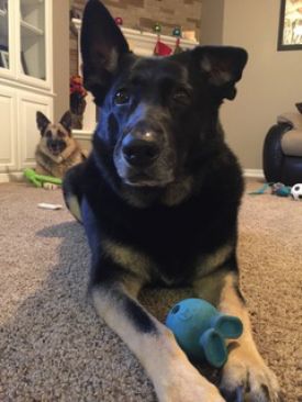 Layla