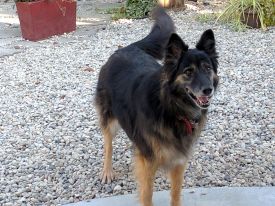 Kody