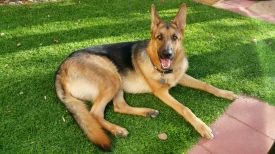 Malachi