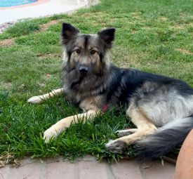 Darcy