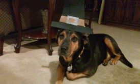 Tucker