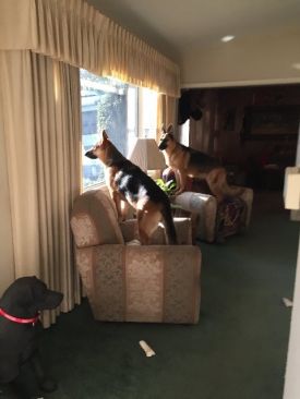 Piper