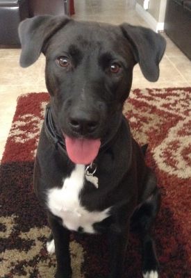 Gemma