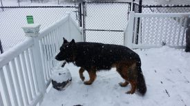 Kodiak