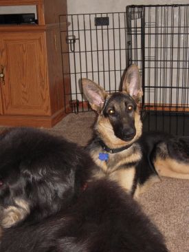 Loki