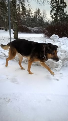 Sheila