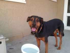 Tucker