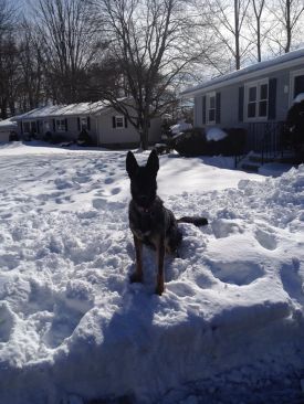Starla