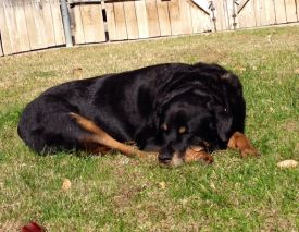 Duchess