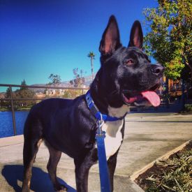 Opie