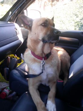Dingo
