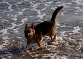 Sheba