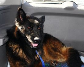 Kodiak