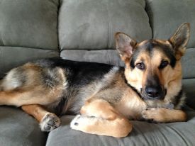 Cora