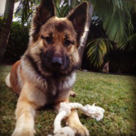 Dasher