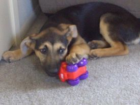 Darla