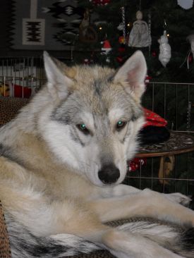 Balto