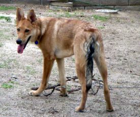 Bowie